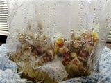Ganoderma resinaceum image