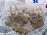 Ganoderma resinaceum image