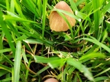 Conocybe apala image