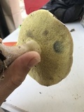 Boletus pallidus image
