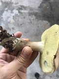 Boletus pallidus image