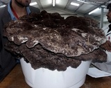 Laetiporus persicinus image