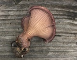 Panus conchatus image