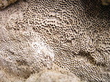 Fuscoporia ferruginosa image