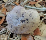Tylopilus violatinctus image
