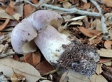 Tylopilus violatinctus image