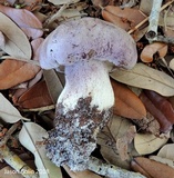 Tylopilus violatinctus image