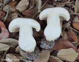 Tylopilus violatinctus image