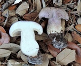 Tylopilus violatinctus image