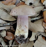 Tylopilus violatinctus image