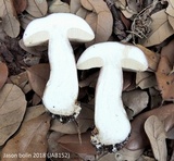 Tylopilus violatinctus image