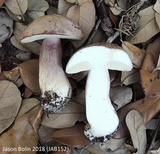 Tylopilus violatinctus image