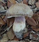 Tylopilus violatinctus image