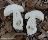 Tylopilus violatinctus image