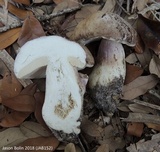 Tylopilus violatinctus image