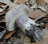 Tylopilus violatinctus image