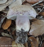 Tylopilus violatinctus image