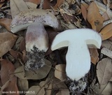 Tylopilus violatinctus image