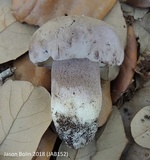 Tylopilus violatinctus image