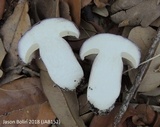 Tylopilus violatinctus image