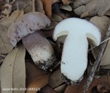 Tylopilus violatinctus image