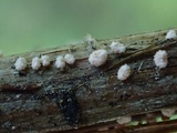 Capitotricha bicolor image