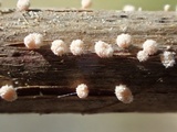 Capitotricha bicolor image