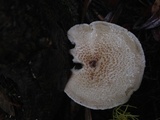 Lentinus tigrinus image