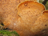Fuscoporia torulosa image