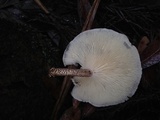 Lentinus tigrinus image