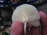 Lentinus tigrinus image