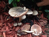 Agaricus endoxanthus image