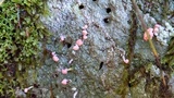 Dibaeis baeomyces image