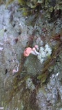 Dibaeis baeomyces image