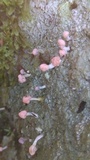Dibaeis baeomyces image
