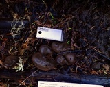 Plicaria endocarpoides image