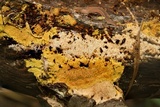 Sarcodontia setosa image