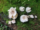 Pleurotus populinus image