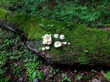 Pleurotus populinus image