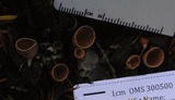 Geopyxis carbonaria image