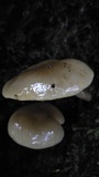 Oudemansiella australis image