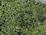 Phaeophyscia pusilloides image