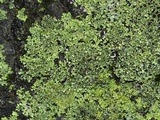 Phaeophyscia pusilloides image