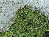 Phaeophyscia pusilloides image