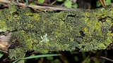 Phaeophyscia ciliata image