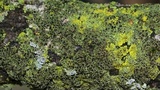 Phaeophyscia ciliata image
