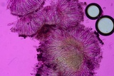 Propolis farinosa image
