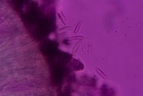 Propolis farinosa image