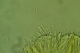 Propolis farinosa image