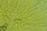 Propolis farinosa image